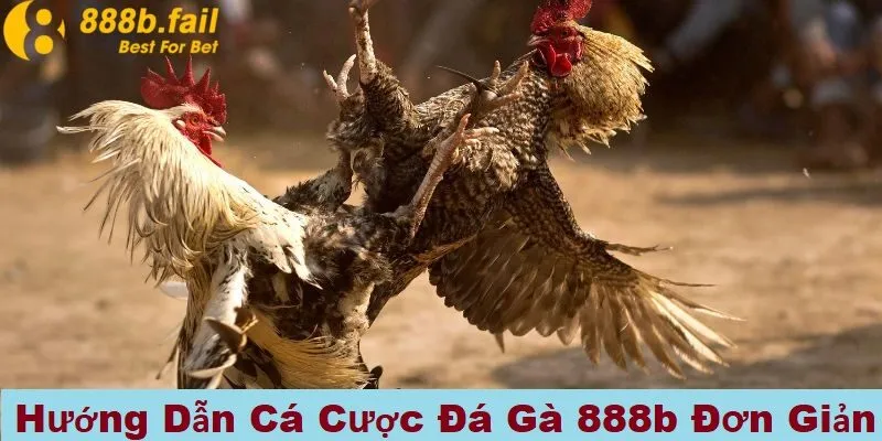 đá gà 888b 3 Hướng dẫn tham gia cá cược đá gà tại 888b đơn giản
